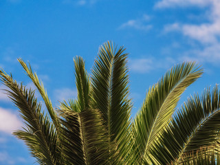 Fototapeta premium Natural palm tree leaves at sunrise with blue sky