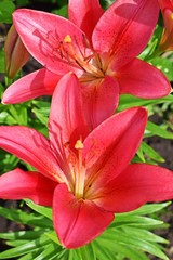 Beautiful red lilies on the flower bed in the garden.