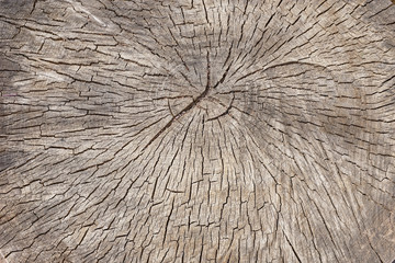 cut of a tree