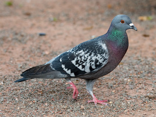 Laufende Taube auf Futtersuche 