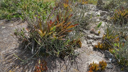 Fototapeta premium Trilha Brejo da Madre de Deus