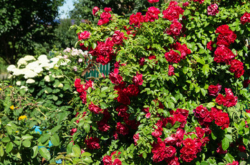 Bush of the red rose at year term of time