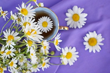 Fresh chamomile flowers and healthy tea on a lilac background.Alternative medicine.