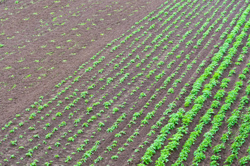 Ploughed fields. Agricultural land is being prepared for the sowing season. Smooth furrows of...