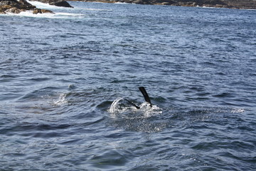 ocean, diving, spearfishing, rocks, camping, deep