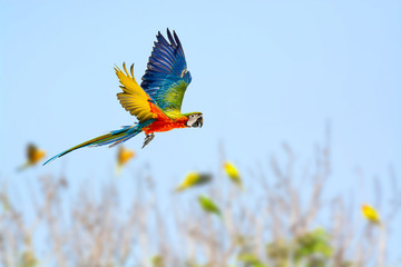 Green wing macaw flying with blue sky background. - obrazy, fototapety, plakaty