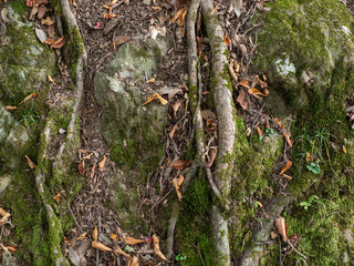 Old tree roots and aged trunk with green moss and red leaves