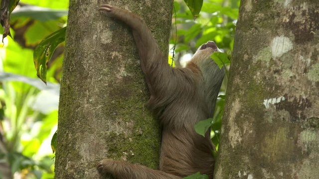 Close-up low-angle still shot of a lazy slow moving sloth hanging on to the stem of a jungle tree, starring upwards with moving ants, Tropical Rainforest, Central America