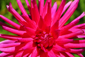 One pink and white dahlia with dark green background