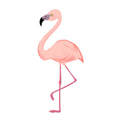 vector drawing Flamingo