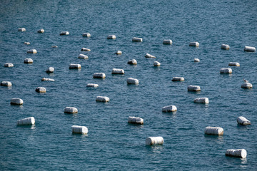 Buoys for oyster production on adriatic sea  in Croatia