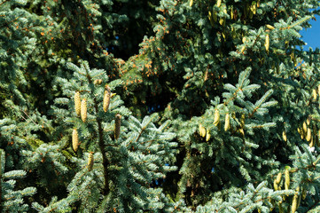 Branches blue ated with big shot