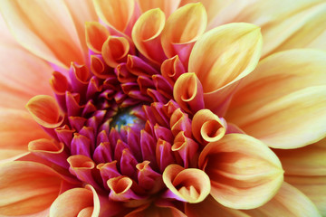 Pink, yellow and white fresh dahlia flower macro photo. Picture in color emphasizing the light different colours and yellow white highlights