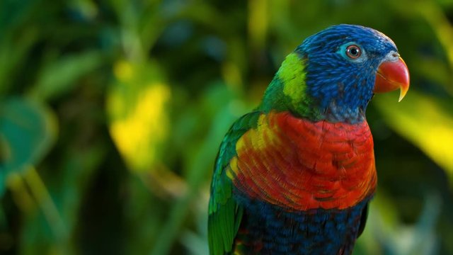 Colorful rainbow lorikeet parrot on a branch with greenbackground