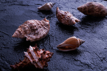 A diversity of seashells 