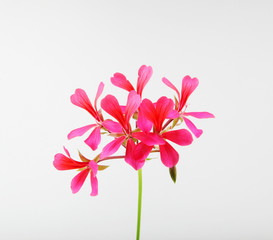 Geranium Pelargonium Flowers Isolated On White Background