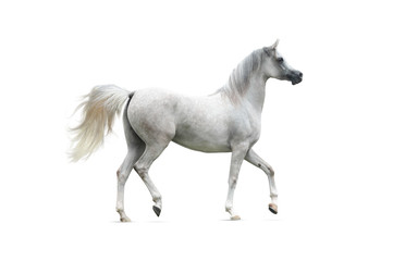 Obraz na płótnie Canvas Gray arabian horse isolated on white