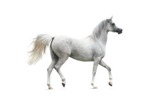 Gray Arabian Horse Isolated On White