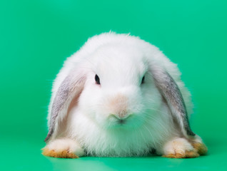 Cute rabbit with green background. Easter holiday concept	