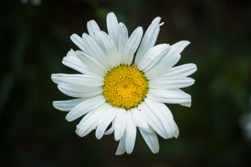 Fototapeta premium Preciosa margarita en un jardín