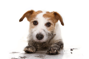 DIRTY DOG PORTRAIT. CUTE JACK RUSSELL AFTER PLAY INA MUD PUDDLE WITH A GUILTY EXPRESSION. ISOLATED...