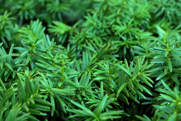 Branches of juniper, the evergreen coniferous plant with needle-like leaves