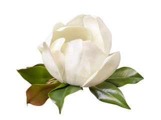 tender white Magnolia grandiflora flower isolated