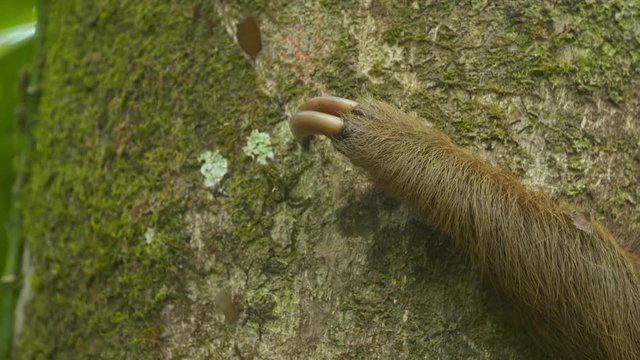 Extreme close-up low-angle still shot of two claws of a two-toed sloth holding onto a tropical rainforest tree trunk with moving ants, Costa Rica, Central America