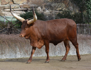 an african longhorn