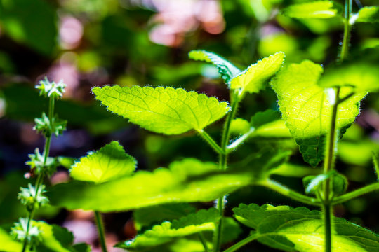 Green Leaves, backlit on Forest Floor