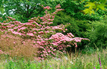 Fototapeta premium Garden views.