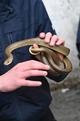 Fototapeta premium snake in the hand