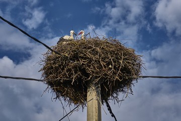 Young stork with mother bird in nest