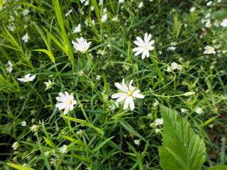 Die Gro&szlig;e Sternmiere, Stellaria holostea ist eine gr&ouml;&szlig;ere Verwandte der Vogelmiere und geh&ouml;rt zur Familie der Nelkengew&auml;chse. Sie ist ein weitverbreiteter Fr&uuml;hjahrsbl&uuml;her in Geb&uuml;schen und Laubw&auml;ldern.