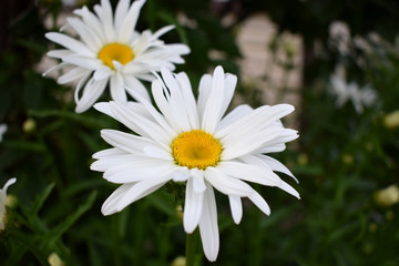 Beautiful white garden chamomile on the flower bed