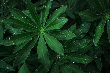Fototapeta premium Green leaf with drops of drew background. Closeup, macro