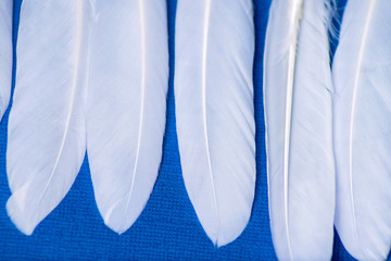hard white feathers lined with a line on a textured blue background close-up