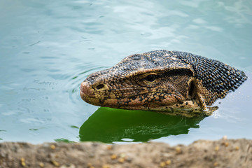 Water monitor in Lumpini Park, Bangkok, Thailand