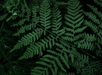 Fototapeta na wymiar Green leaf with drops of drew background. Closeup, macro