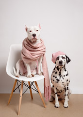 Two funny dogs posing in front of camera on white background. White pitbull terrier in a pink scarf...