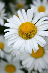 Obraz premium Beautiful white garden chamomiles on the flower bed