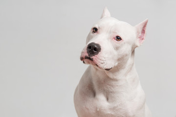 Portrait of cute pitbull terrier in front of white background. Copy space - 275306672