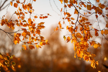 Birch branches with orange foliage against sunlight in Autumn forest. Nature frame, copy space.