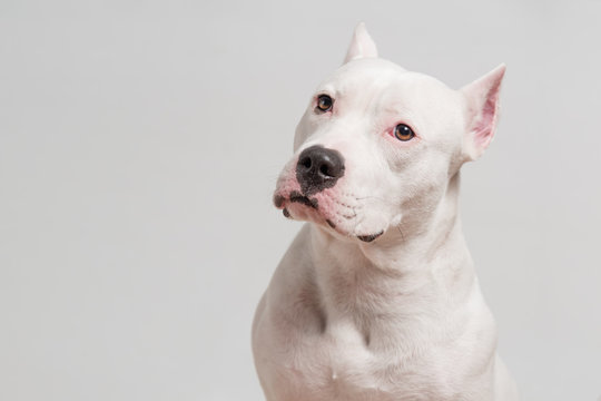 white pit bull terrier
