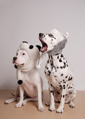 Two dogs in funny hats posing in front of camera on white background. White pitbull terrier and...