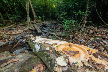 Ton Aow Yon Waterfall rich natural resources,in the forest,asia tropical areaat Island Phuket Thailand.