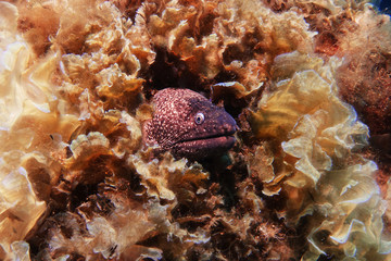moray eel inside the soft coral