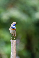 Little bird  bluethroat (Luscinia svecica cyanecula) on a wooden fence pillar against green blurred nature background