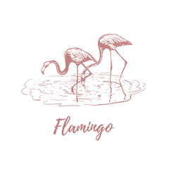Flamingo on water. Flamingo sketch 