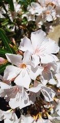 white flowers on tree